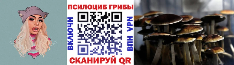 Псилоцибиновые грибы Cubensis  как найти закладки  Калтан 